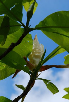 Magnolia tripetala - šácholán tříplátečný - květ